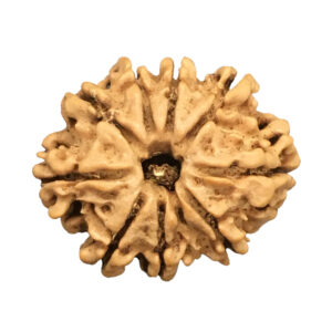 9 Mukhi Nepal Rudraksha|22.68mm|2.99gms