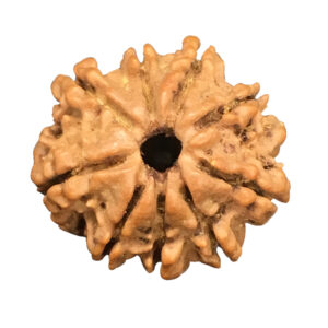 9 Mukhi Nepal Rudraksha|21.29mm|2.88gms