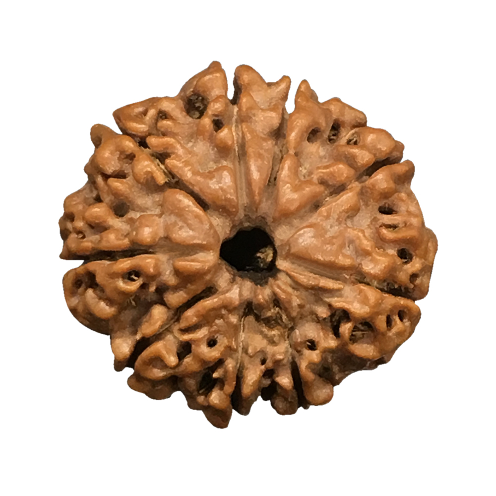 9 Mukhi Nepal Rudraksha|21.81mm|3.10gms
