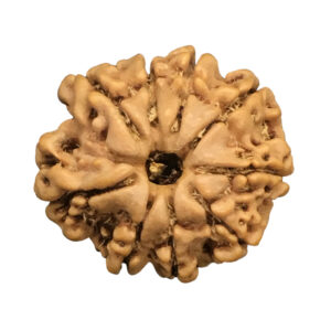 9 Mukhi Nepal Rudraksha|23.01mm|3.56gms