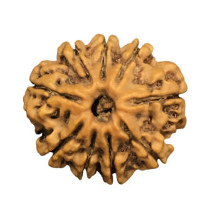 9 Mukhi Nepal Rudraksha|21.55mm|2.59gms