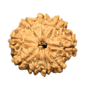 9 Mukhi Nepal Rudraksha|20.16mm|2.42gms