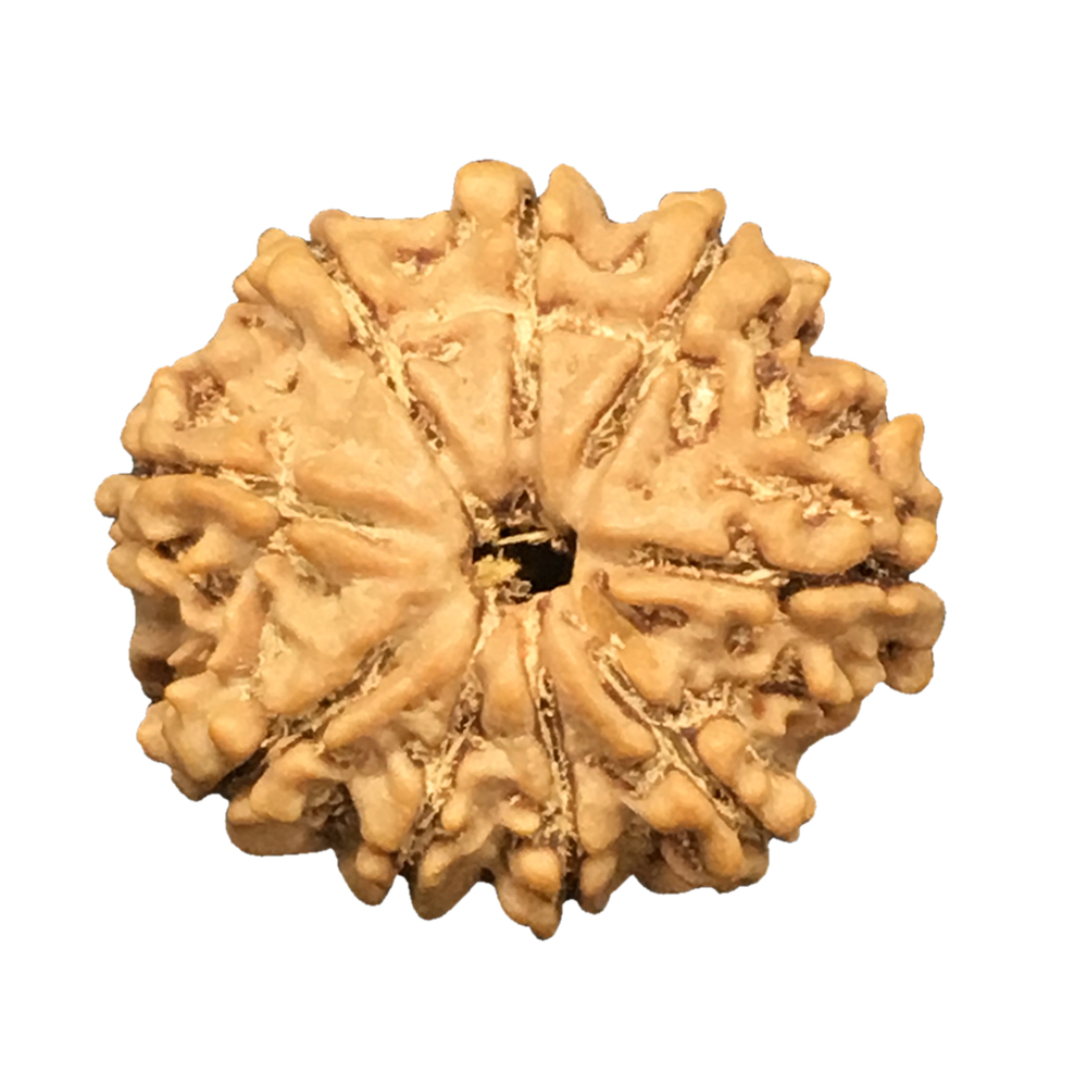 9 Mukhi Nepal Rudraksha|20.16mm|2.42gms