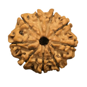 9 Mukhi Nepal Rudraksha|21.10mm|2.82gms