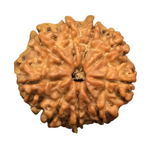 9 Mukhi Nepal Rudraksha|20.51mm|2.46gms