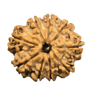 9 Mukhi Nepal Rudraksha|19.95mm|2.56gms
