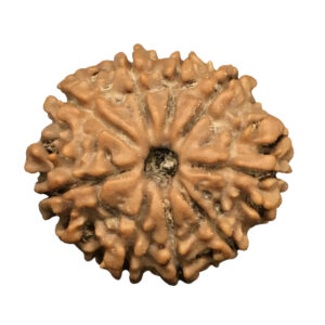 9 Mukhi Nepal Rudraksha|21.06mm|1.98gms
