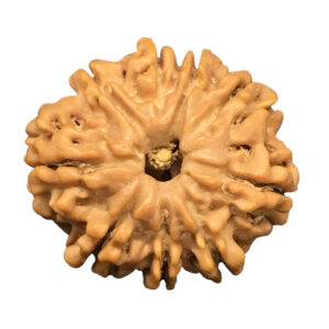 9 Mukhi Nepal Rudraksha|20.10mm|2.68gms