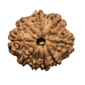 9 Mukhi Nepal Rudraksha|20.38mm|2.40gms