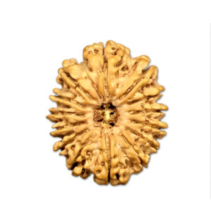 14 Mukhi Nepal Rudraksha |28.19mm|4.60gms