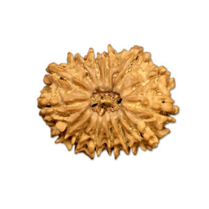 14 Mukhi Nepal Rudraksha |28.10mm|4.10gms