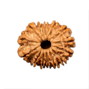 14 Mukhi Nepal Rudraksha |26.75mm|4.63gms