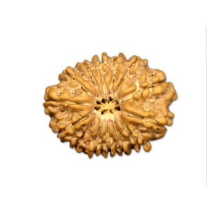 14 Mukhi Nepal Rudraksha |27.53mm|4.72gms