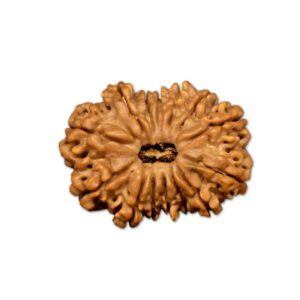 14 Mukhi Nepal Rudraksha |28.23mm|4.60gms