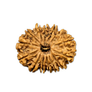 14 Mukhi Nepal Rudraksha |26.74mm|3.65gms