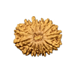14 Mukhi Nepal Rudraksha |26.48mm|3.71gms