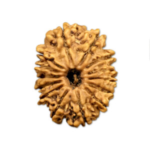14 Mukhi Nepal Rudraksha |25.95mm|3.30gms