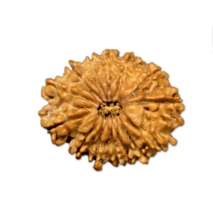 14 Mukhi Nepal Rudraksha |25.09mm|3.26gms