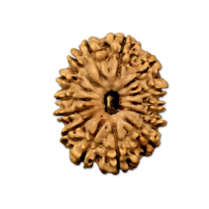 14 Mukhi Nepal Rudraksha |26.02mm|3.23gms