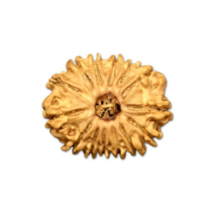 14 Mukhi Nepal Rudraksha |22.52mm|2.46gms