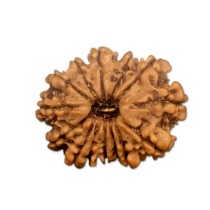 14 Mukhi Nepal Rudraksha |25.10mm|3.20gms