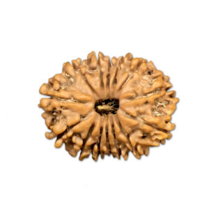 14 Mukhi Nepal Rudraksha |23.16mm|2.54gms