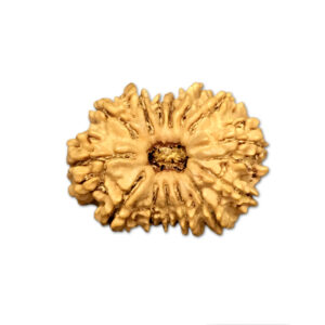 14 Mukhi Nepal Rudraksha |23.78mm|2.67gms