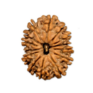 14 Mukhi Nepal Rudraksha |23.51mm|3.13gms