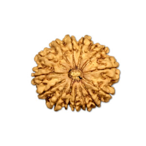 14 Mukhi Nepal Rudraksha |23.45mm|2.74gms