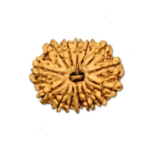 14 Mukhi Nepal Rudraksha |23.40mm|2.99gms