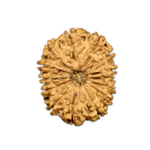 14 Mukhi Nepal Rudraksha |24.52mm|2.87gms