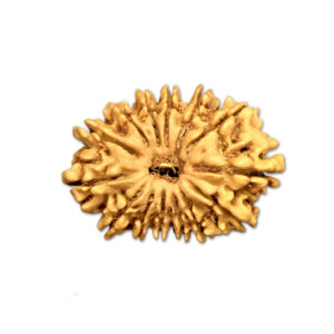 14 Mukhi Nepal Rudraksha |24.88mm|2.51gms