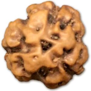 3 Mukhi Indonesian Rudraksha Big 15mm-17mm Lab Certified