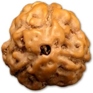 3 Mukhi Indonesian Rudraksha Small 12mm-14mm Lab Certified