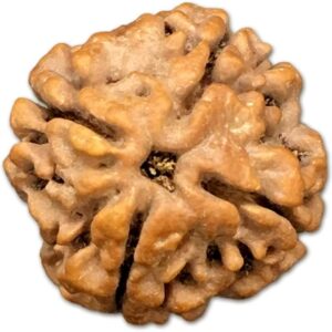 4 Mukhi Nepal Rudraksha Small 19mm-21mm Lab Certified