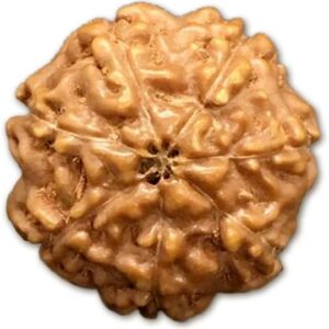 7 Mukhi Indonesian Rudraksha Big 16mm-19mm Lab Certified