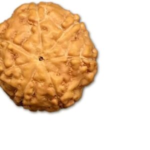 7 Mukhi Indonesian Rudraksha Small 10mm-12mm Lab Certified