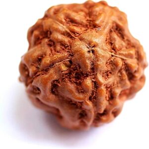 5 Mukhi Indonesian Rudraksha 16mm-18mm Lab Certified