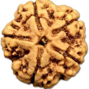 5 Mukhi Nepal Rudraksha Big 22mm-24mm Lab Certified