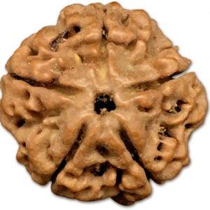 5 Mukhi Nepal Rudraksha Small 19mm-21mm Lab Certified