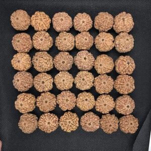 5 Mukhi Rudraksha from Nepal Super Collector Size 25mm-27mm Heavy Beads Lab Certified