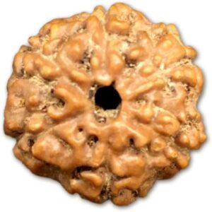6 Mukhi Indonesian Rudraksha Big 18mm-20mm Lab Certified