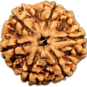 6 Mukhi Nepal Rudraksha Big 22mm-23mm Lab Certified