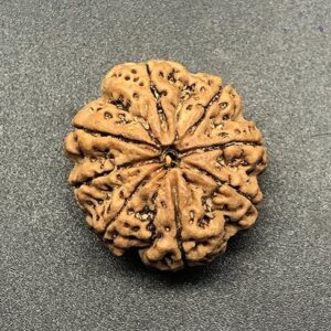 8 Mukhi 27.34mm Nepal Rudraksha 5.82 GMS /Eight Face/ Lord Ganesh Rare Bead with Complete 8 Seeds IGL Certified