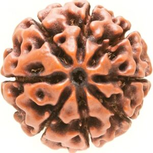 8 Mukhi Rudraksha Papua Indonesian Hybrid Bead 20mm-22mm