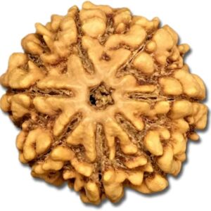 7 Mukhi Nepal Rudraksha Collector 25mm-26mm Lab Certified