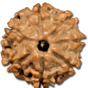 7 Mukhi Nepal Rudraksha Small 18mm-20mm Lab Certified