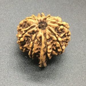 10 Mukhi Ganesh Rudraksha 23.81mm 3.71 Gms Nepal Rudraksha/Natural Ten Face With Ganesh Trunk Rare Bead IGL Certified Exact Bead