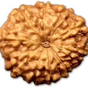 10 Mukhi Indonesia Rudraksha Small 10mm-12mm Lab Certified