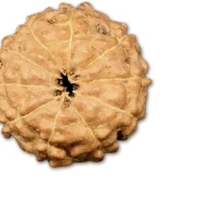 10 Mukhi Indonesia Rudraksha Medium 13mm-15mm Lab Certified